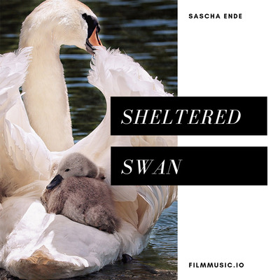 Sheltered Swan