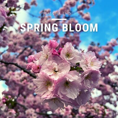 Spring Bloom